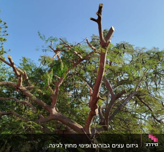 עץ גזום עם ענפים חתוכים בשמיים כחולים